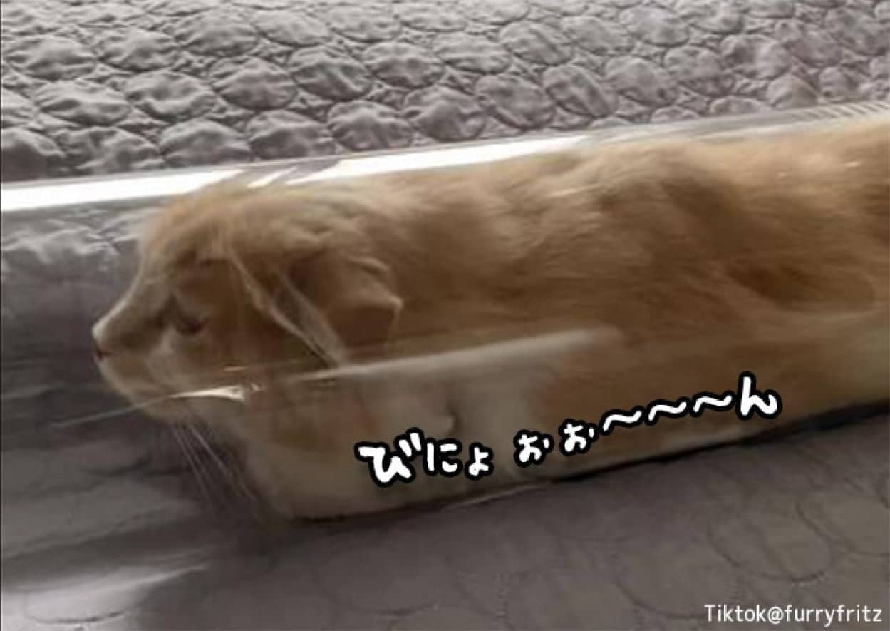 伸びすぎる猫