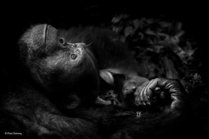 wildlife-photographer-of-the-year-2017-7e
