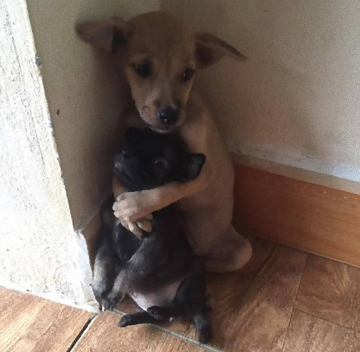 路上に捨てられていた2匹の子犬 子犬が更に小さな子犬をギュっと抱きしめ守っていた ベトナム カラパイア 路上に捨てられていた2匹の子犬 子犬が更に小さな子犬をギュっと抱きしめ守っていた ベトナム カラパイア