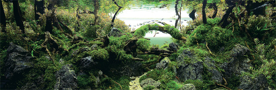 水中に突然姿を現した神秘の森 水草だけで作られたジオラマワールドが凄い 動画 カラパイア
