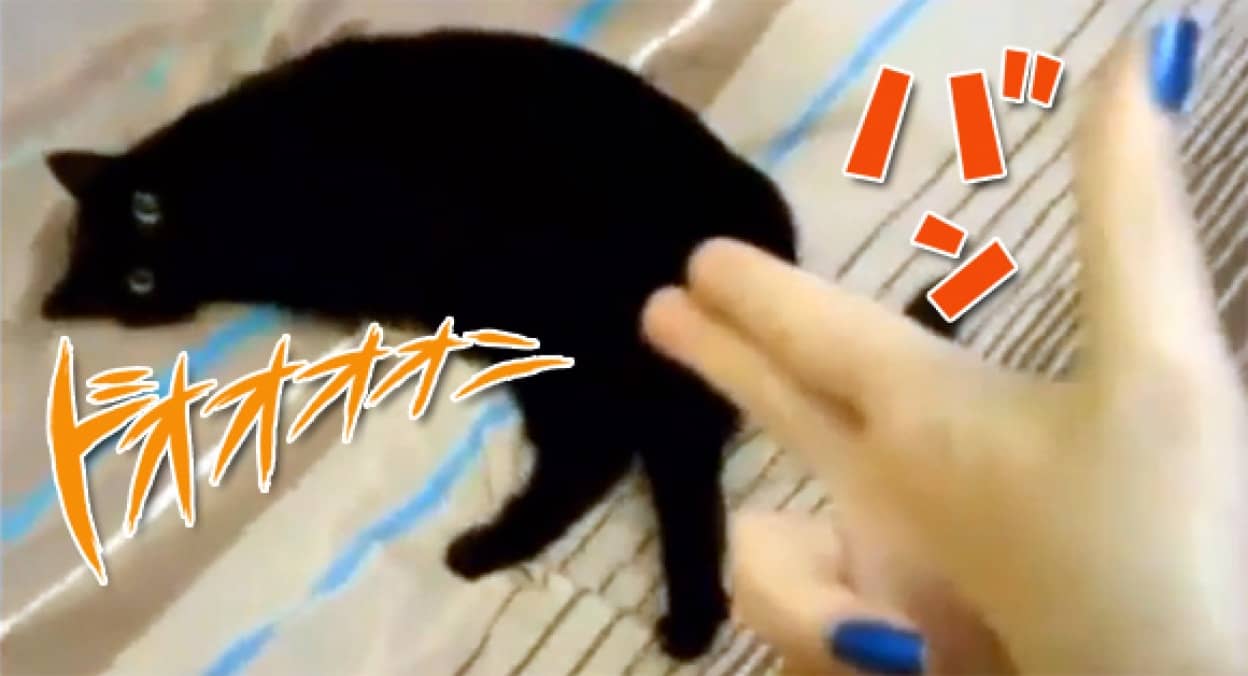 こうですか わかりません 猫が撃たれて死んだふりする脱力感あふれる演技がたまらない カラパイア