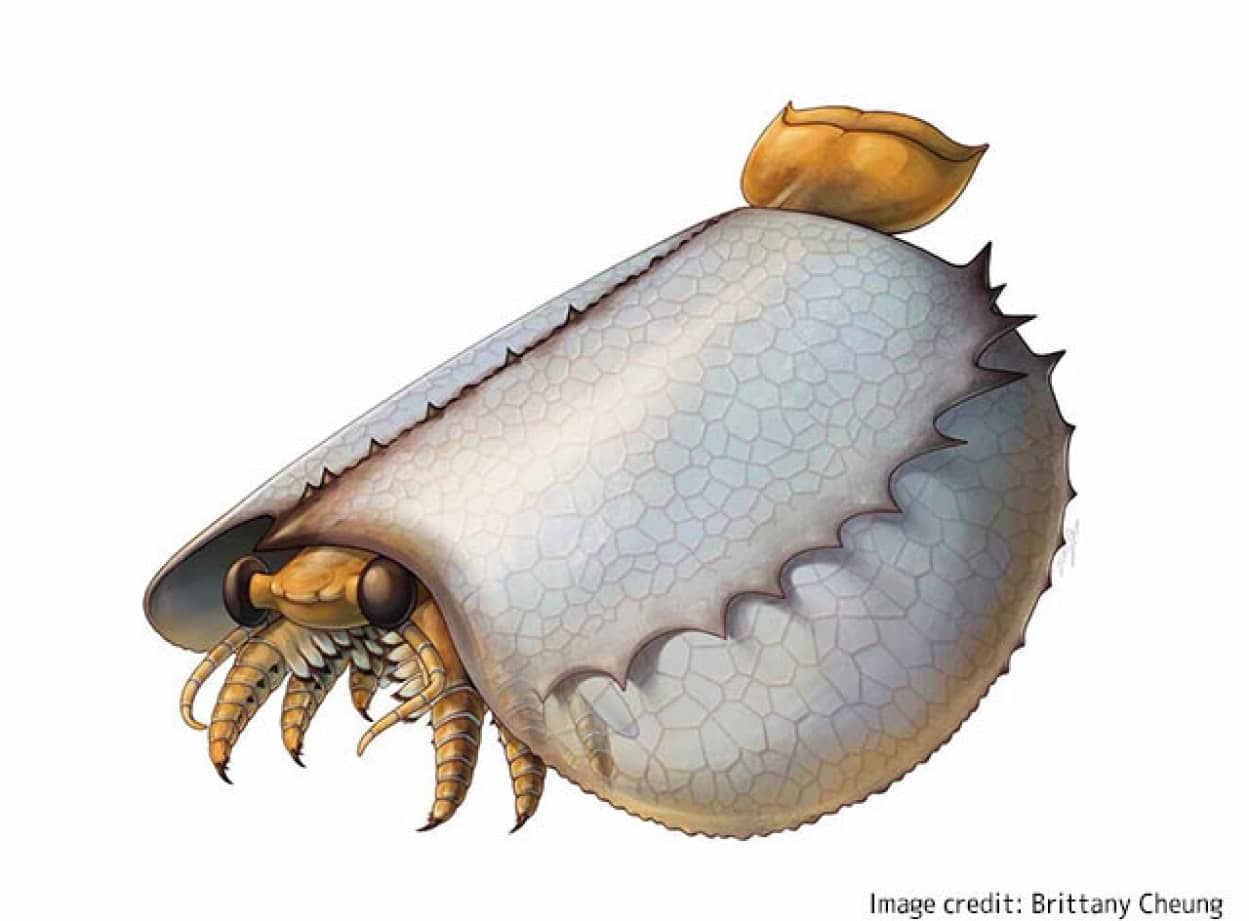 タコスみたいな古代生物を発見