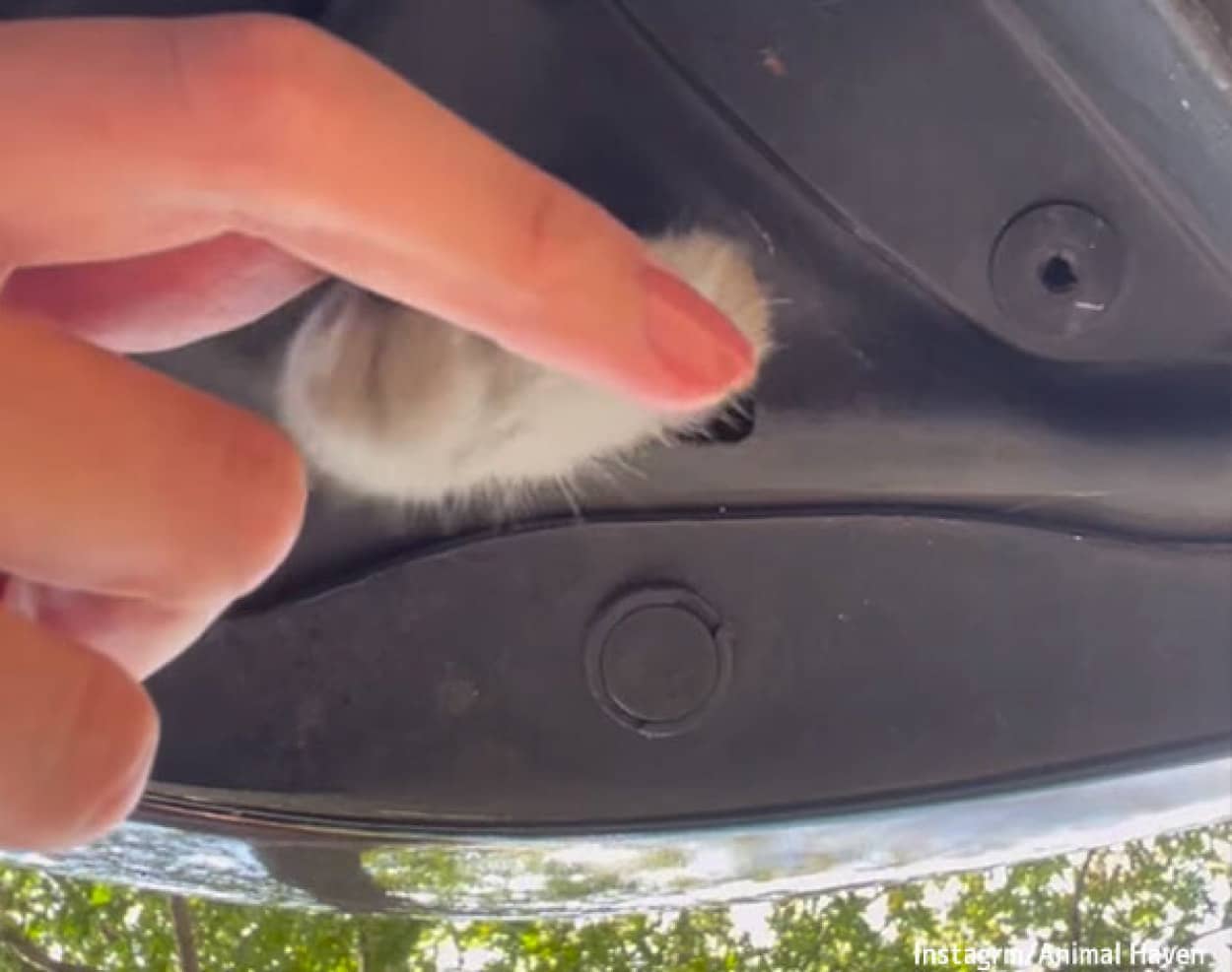 たすけをもとめて差し出す肉球、猫が車に閉じ込められていた