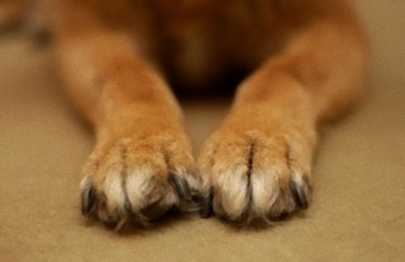 犬の肉球について学ぼう 肉球15の豆知識 カラパイア
