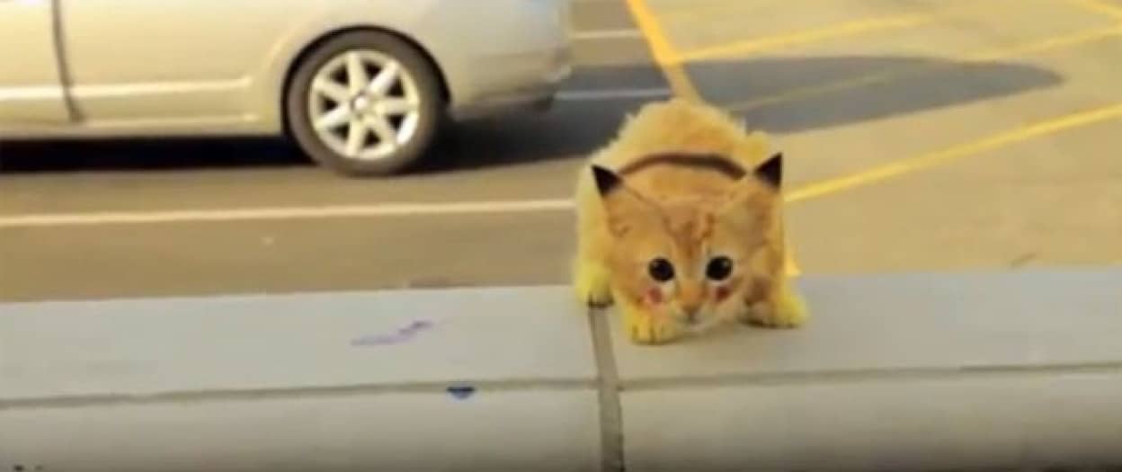 リアルピカチュウ