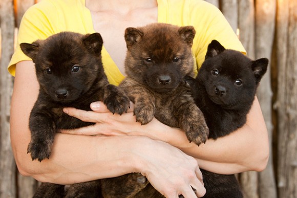 もうクマとかクマもどきにしか見えないの犬たち カラパイア もうクマとかクマもどきにしか見えないの犬たち カラパイア
