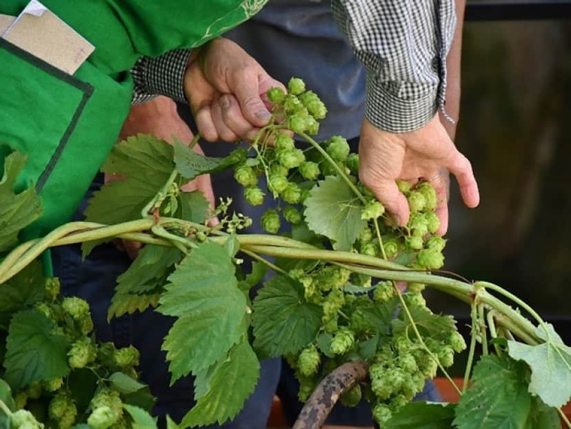 hop-vines-2674704_640_e