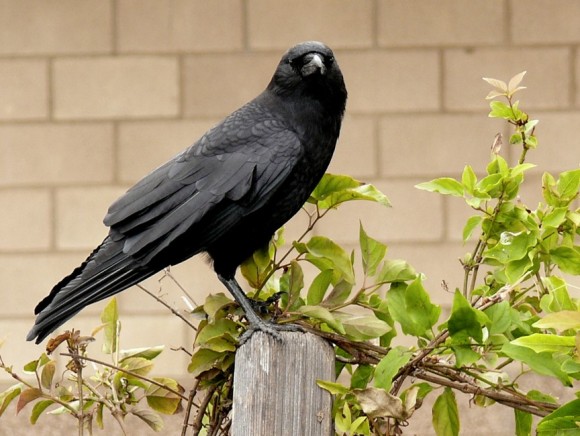 動物界における切れ者たち 賢い動物ランキング トップ10 カラパイア 動物界における切れ者たち 賢い動物ランキング トップ10 カラパイア