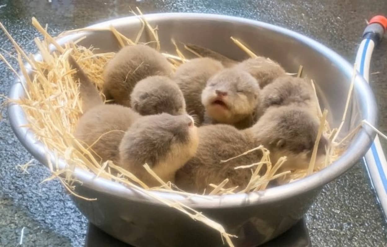 コツメカワウソの赤ちゃんが生まれたよ