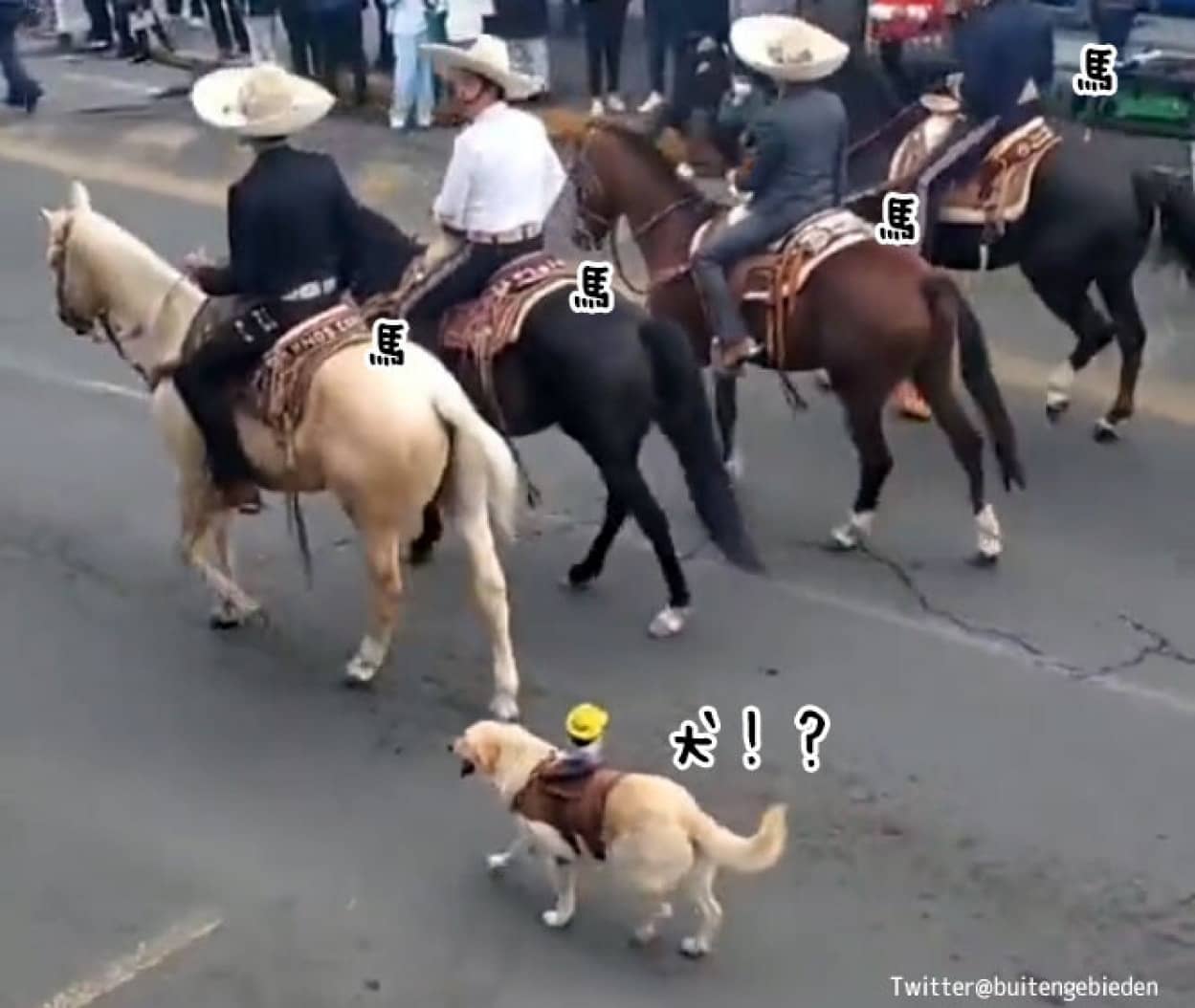 馬のパレードに混じって犬が参戦！ちゃんと騎手も乗ってるんだぜ（人形だけど）