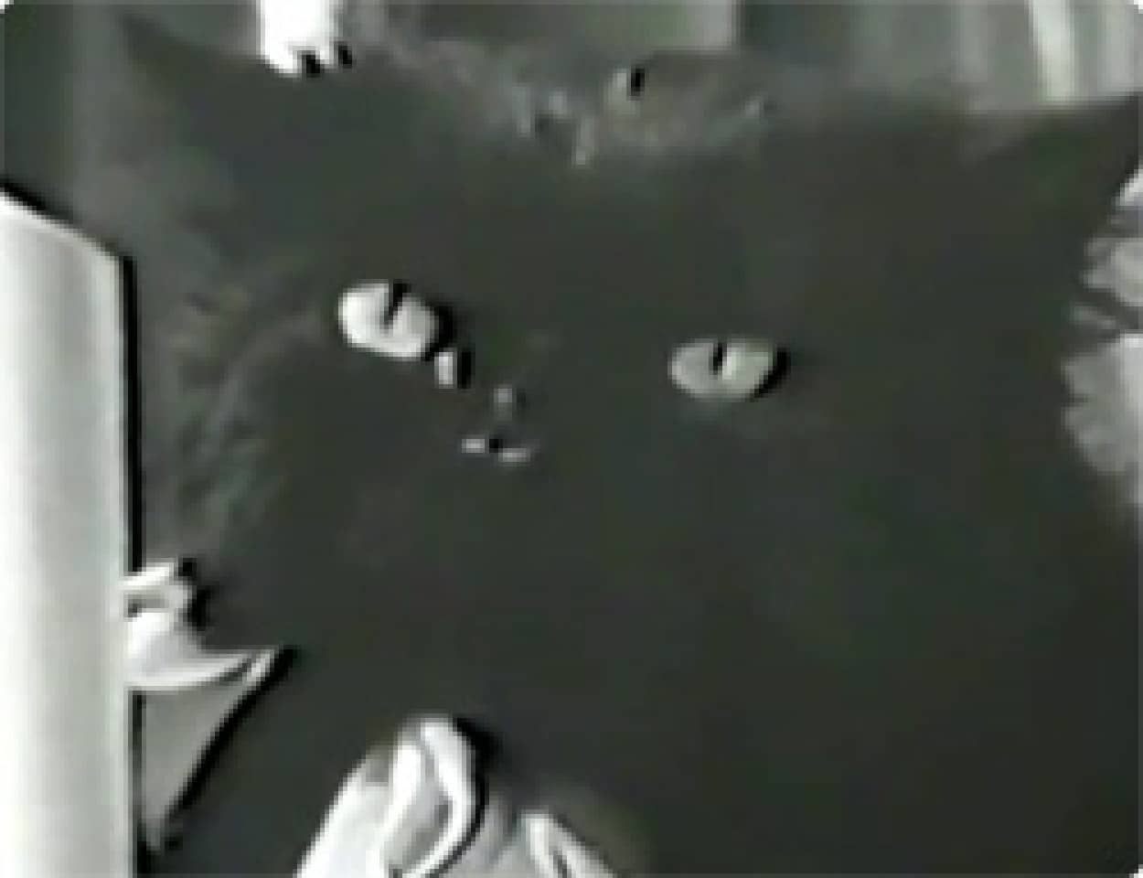 動画 不気味すぎるにもほどがある アメリカの昔の子ども番組の猫とネズミの人形劇がトラウマレベル カラパイア 動画 不気味すぎるにもほどがある アメリカの昔の子ども番組の猫とネズミの人形劇がトラウマレベル カラパイア