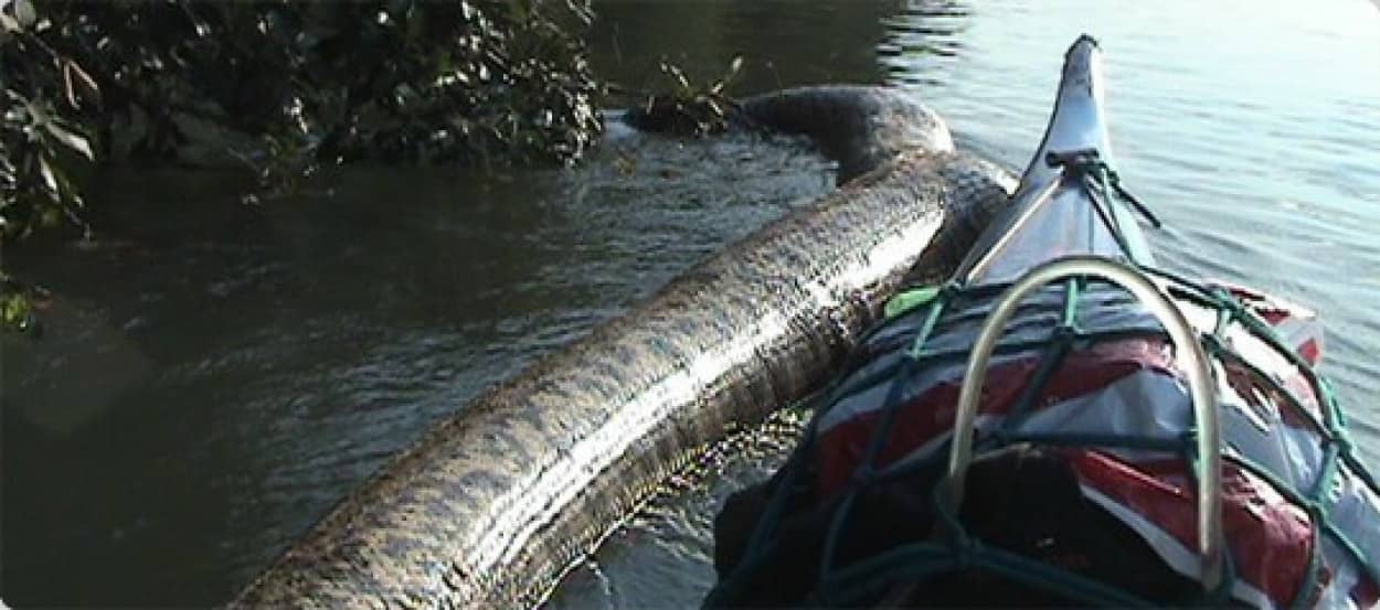 全長５メートル以上 アマゾンに潜む巨大なオオアナコンダを追跡 カラパイア