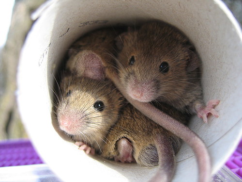 mice