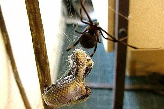 south_african_spider_catches_and_eats_the_snake_640_03_e