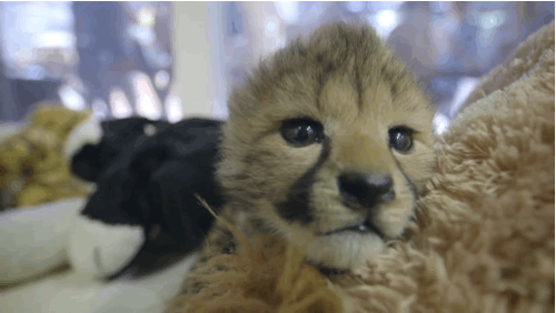 本物 ぬいぐるみ 食べちゃいたいくらいにかわいいチーターの赤ちゃんが一般公開 米サンディエゴ動物園 カラパイア 本物 ぬいぐるみ 食べちゃいたいくらいにかわいいチーターの赤ちゃんが一般公開 米サンディエゴ動物園 カラパイア