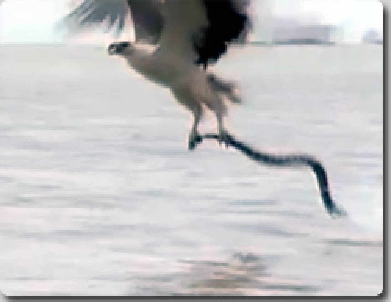 猛毒のウミヘビを狩る 勇ましいオオワシの映像 カラパイア