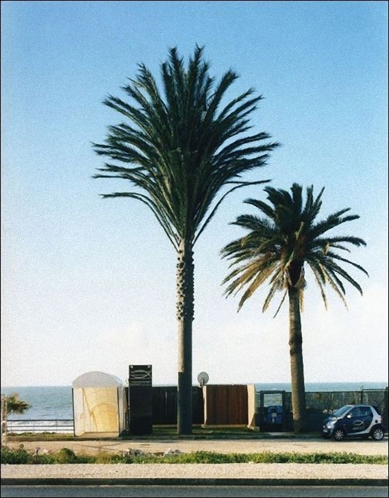 camouflaged_cell_phone_tower_09_e