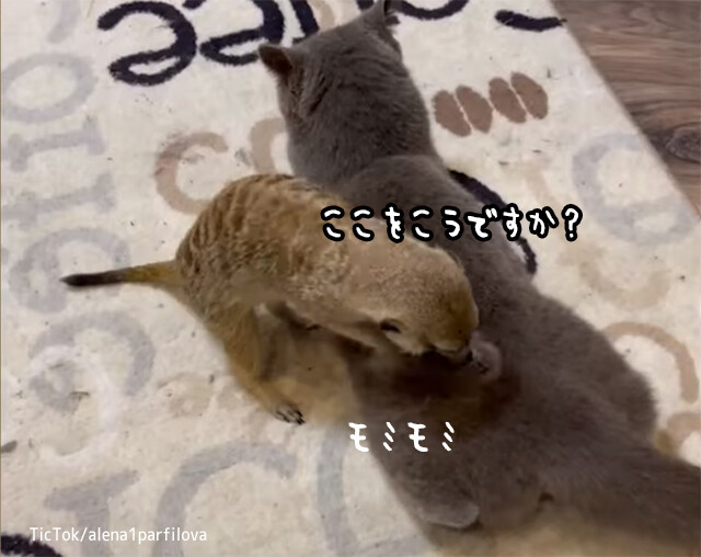 同じキャットいうてますし。猫を熱心にもみほぐすミーアキャット