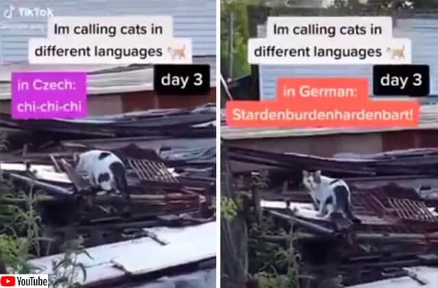 ドイツ語ならいつもうまくゆく 様々な国の言葉で猫を呼んでみたところ ドイツ語の反応が最強説 カラパイア
