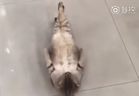 猫氏鍛える 自ら腹筋に精を出す猫のいる風景 カラパイア 猫氏鍛える 自ら腹筋に精を出す猫のいる風景 カラパイア