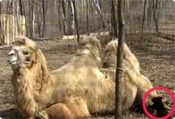 そこに山 ラクダ があるからのぼる 箱に入れられ動物園に捨てられた2匹のかわいいコグマたち ロシア カラパイア