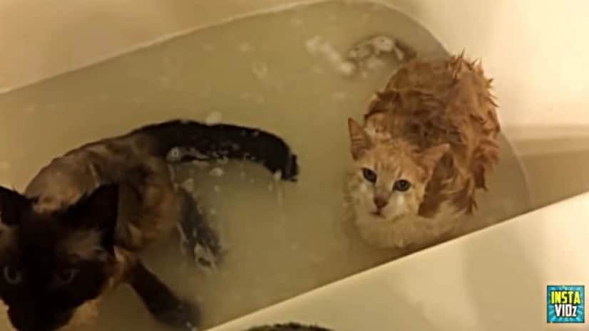 猫と水の永遠の戦いを描いた動画総集編 カラパイア 猫と水の永遠の戦いを描いた動画総集編 カラパイア