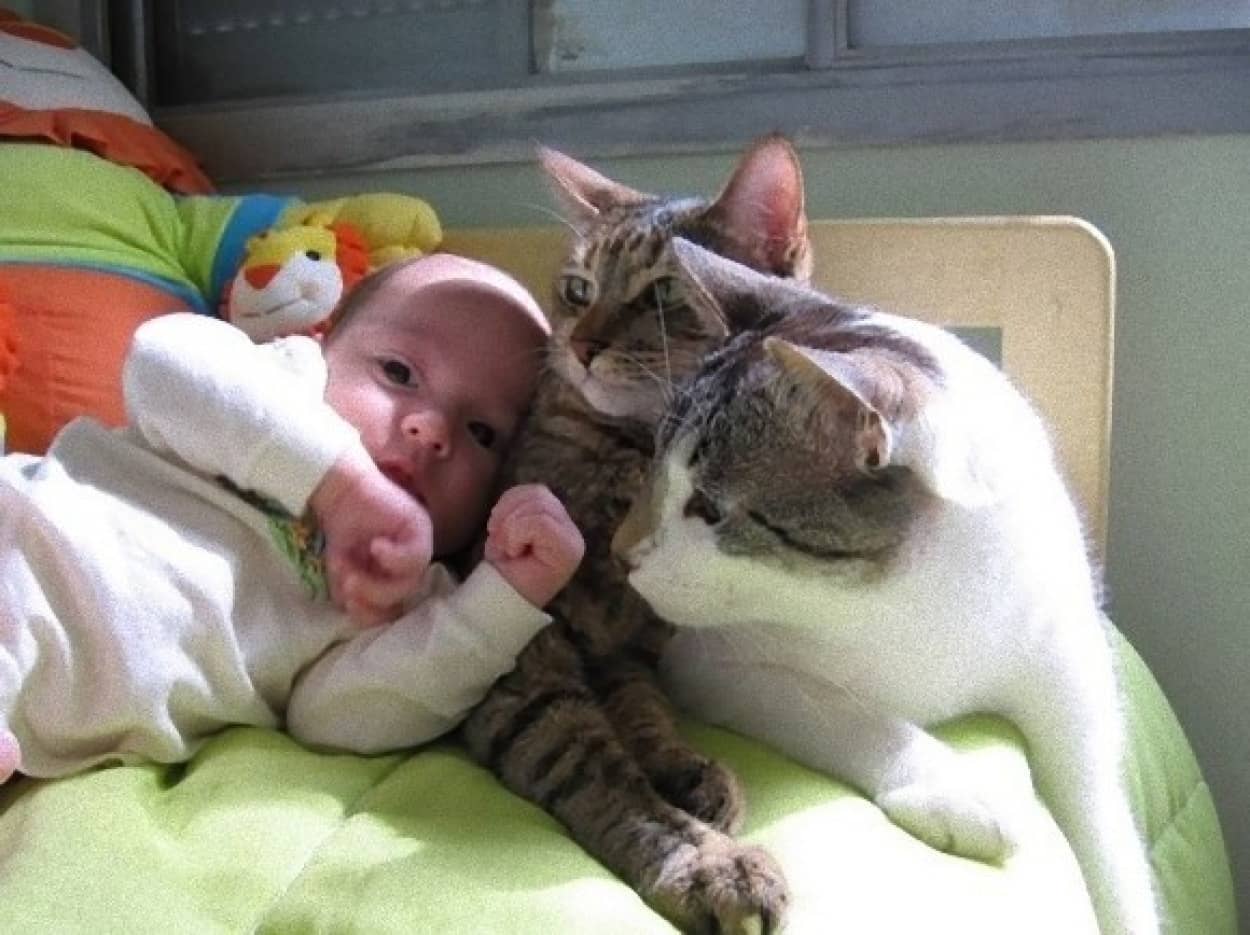 猫っていいよね 見ているだけで癒される猫画像 カラパイア 猫っていいよね 見ているだけで癒される猫画像 カラパイア