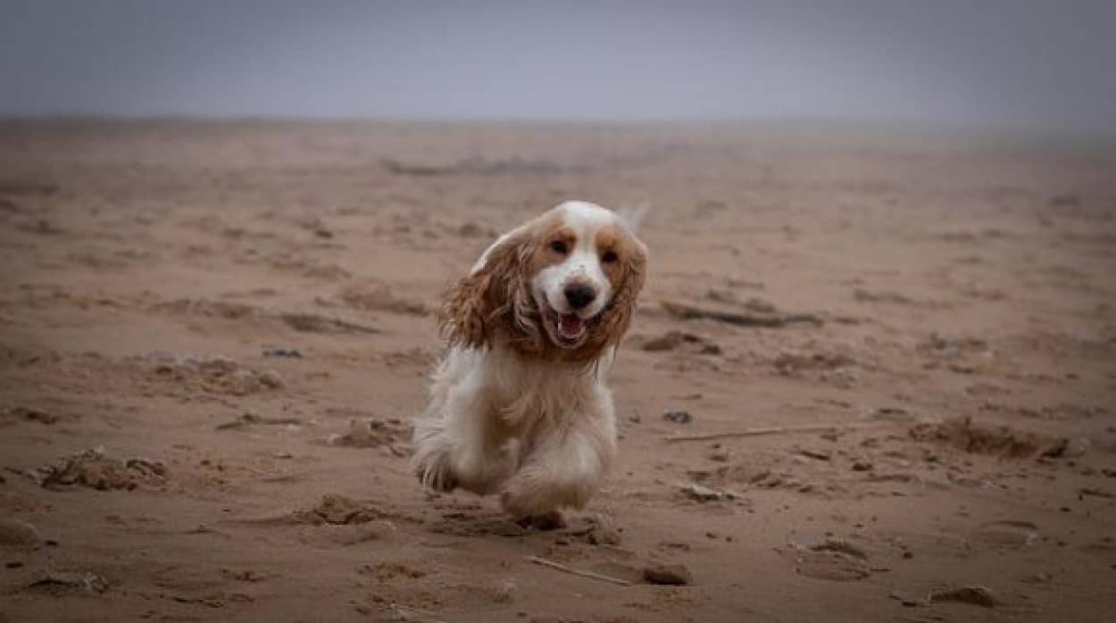 目の見えない老犬が飼い主に注ぐ愛情