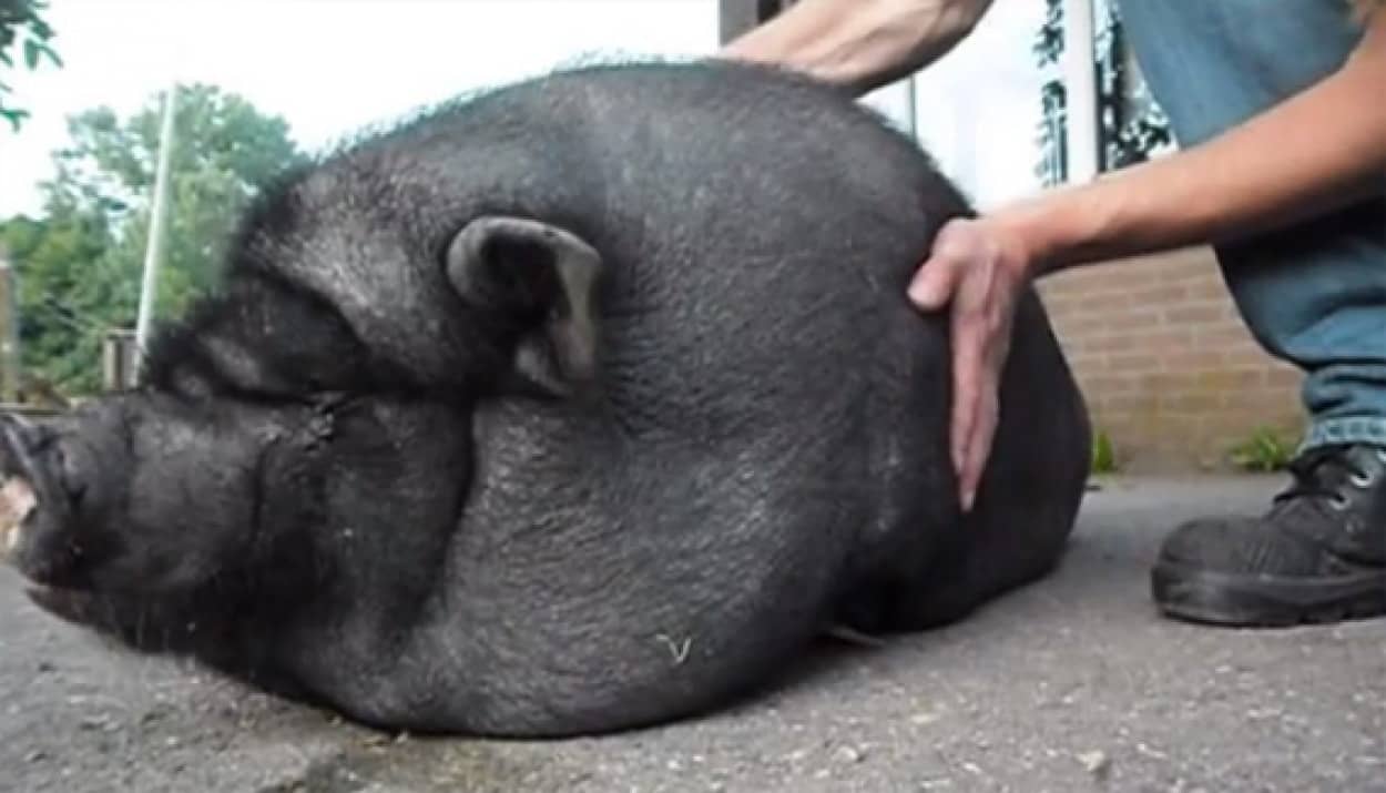 地を割く響き デスメタル豚の魂の叫び声 正真正銘の ピッグスクイール だ カラパイア