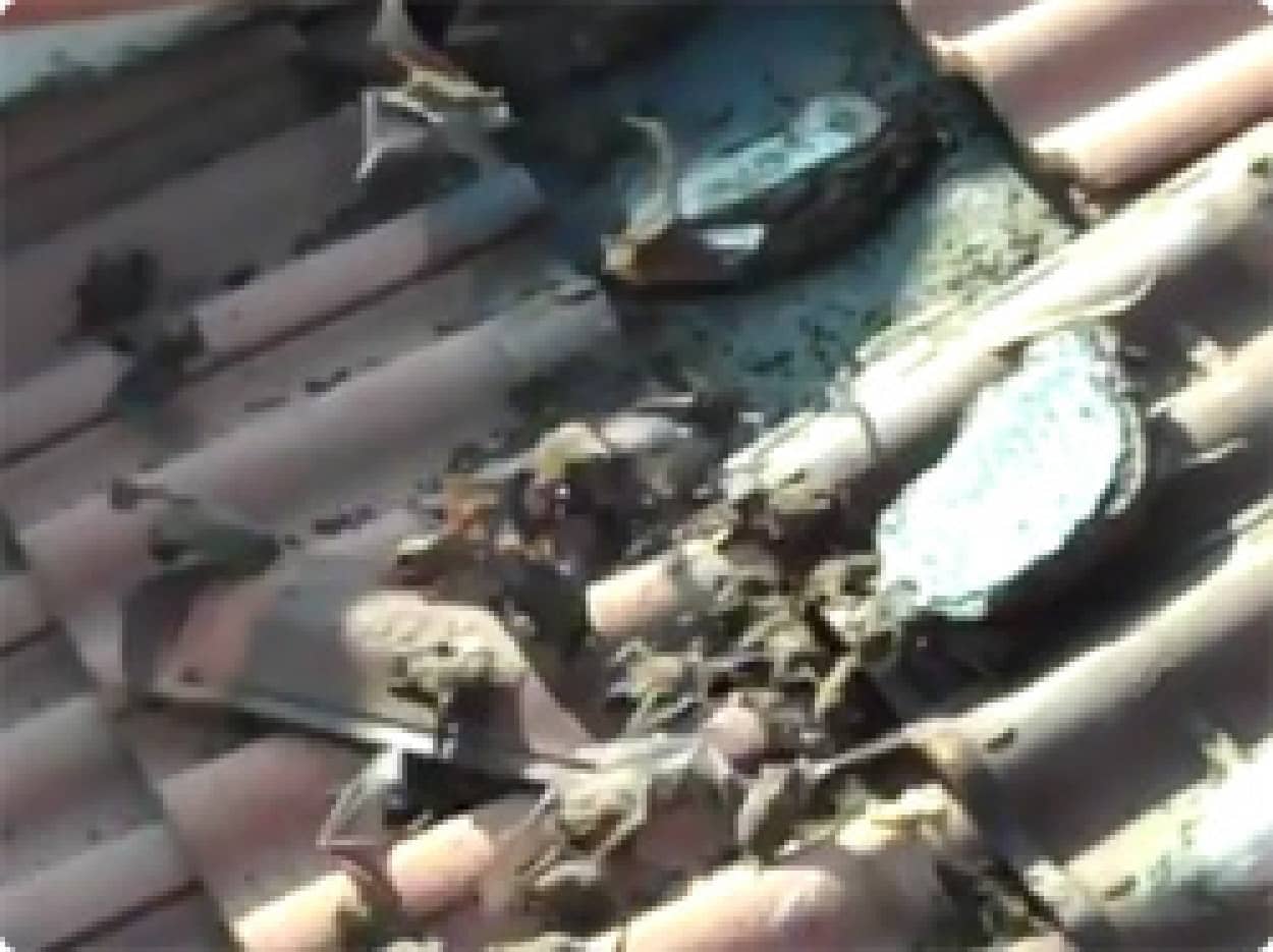 動画 屋根の瓦をめくったら大量のコウモリが一斉に飛び立つというヒッチコックライクな映像 カラパイア