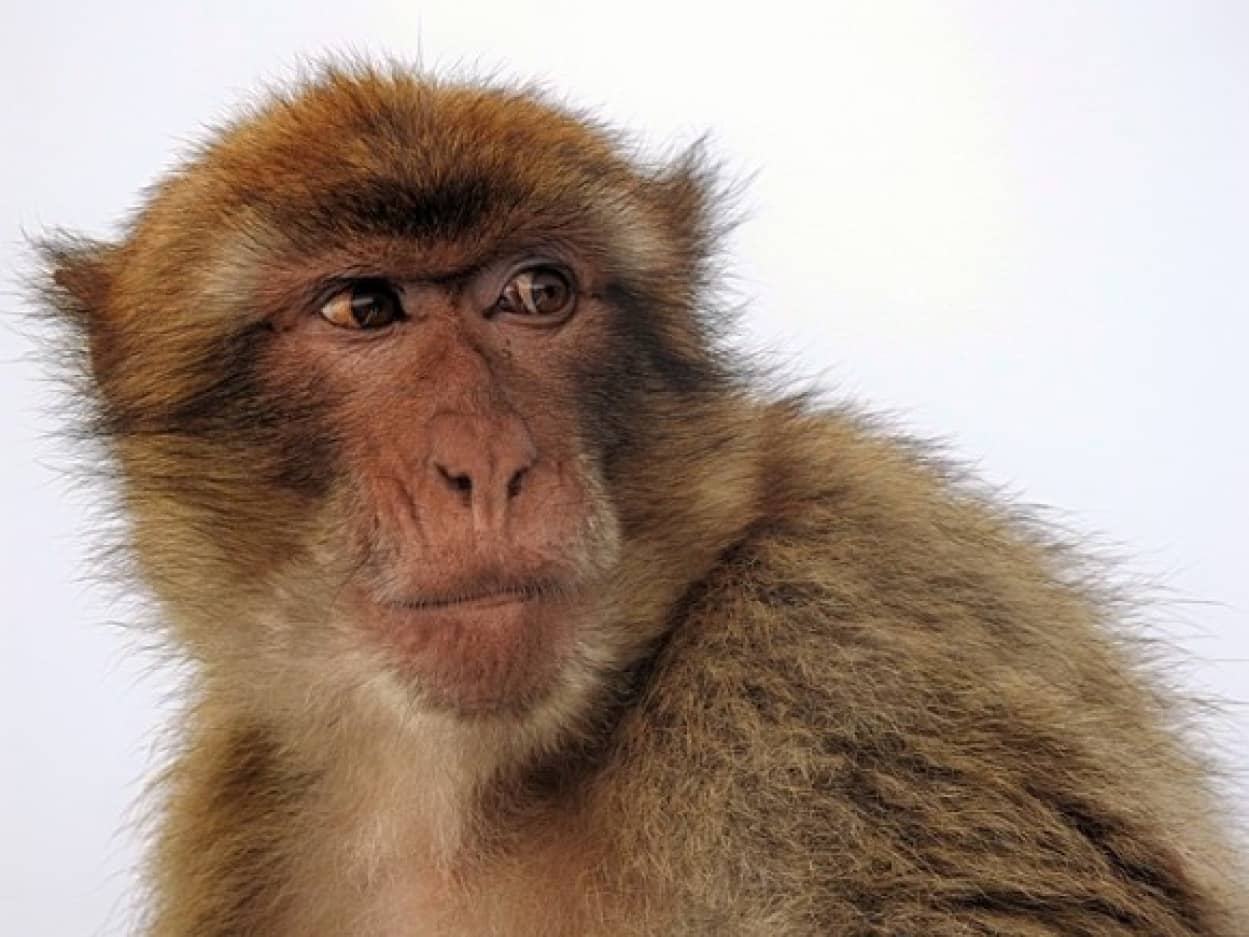 macaque-2356378_640_e