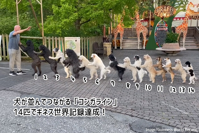 これはかわいい世界記録。犬がつながって歩く「コンガライン」14匹でギネス記録更新
