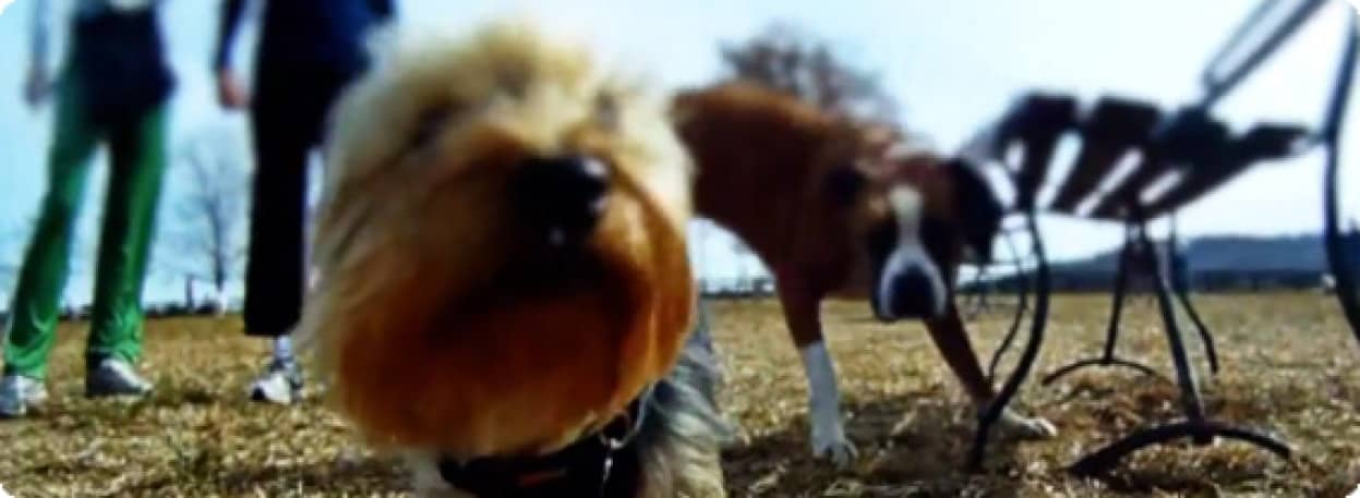 動画 犬好き必見 グレートデンの子犬に設置したカメラから見た 仲間と楽しく遊んじゃうぞビジョン カラパイア 動画 犬好き必見 グレートデンの子犬に設置したカメラから見た 仲間と楽しく遊んじゃうぞビジョン カラパイア