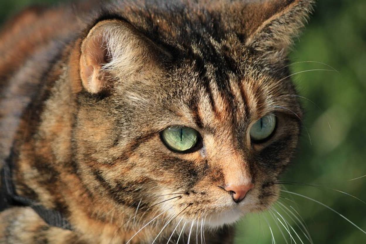 cat-5862203_640