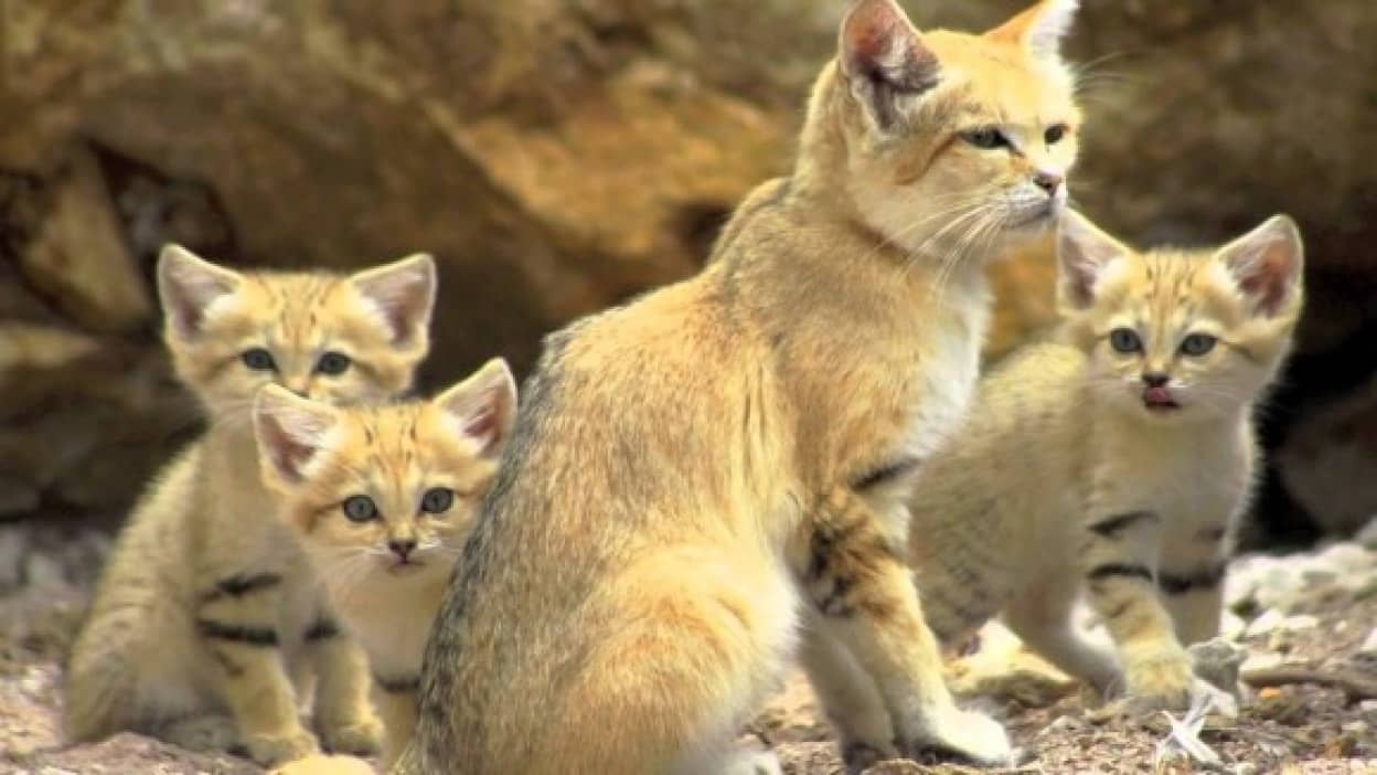 コンプリートしてマイ図鑑を埋め尽くしたい とても珍しい15種の猫 カラパイア