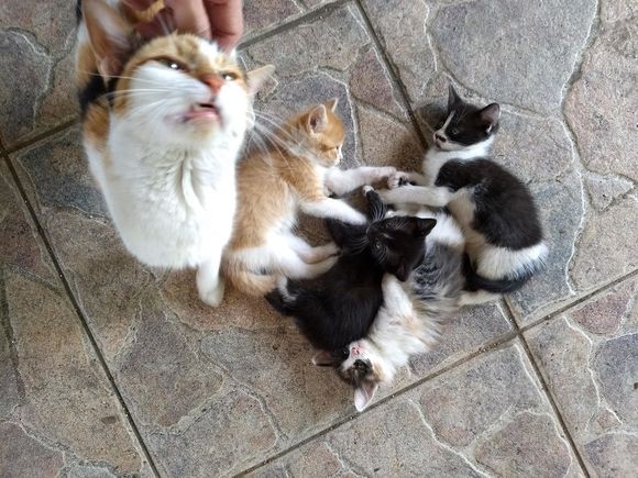 Nnn活動報告 妊娠中からロックオン 出産後4匹の子猫を連れて戻ってきた アメリカ カラパイア
