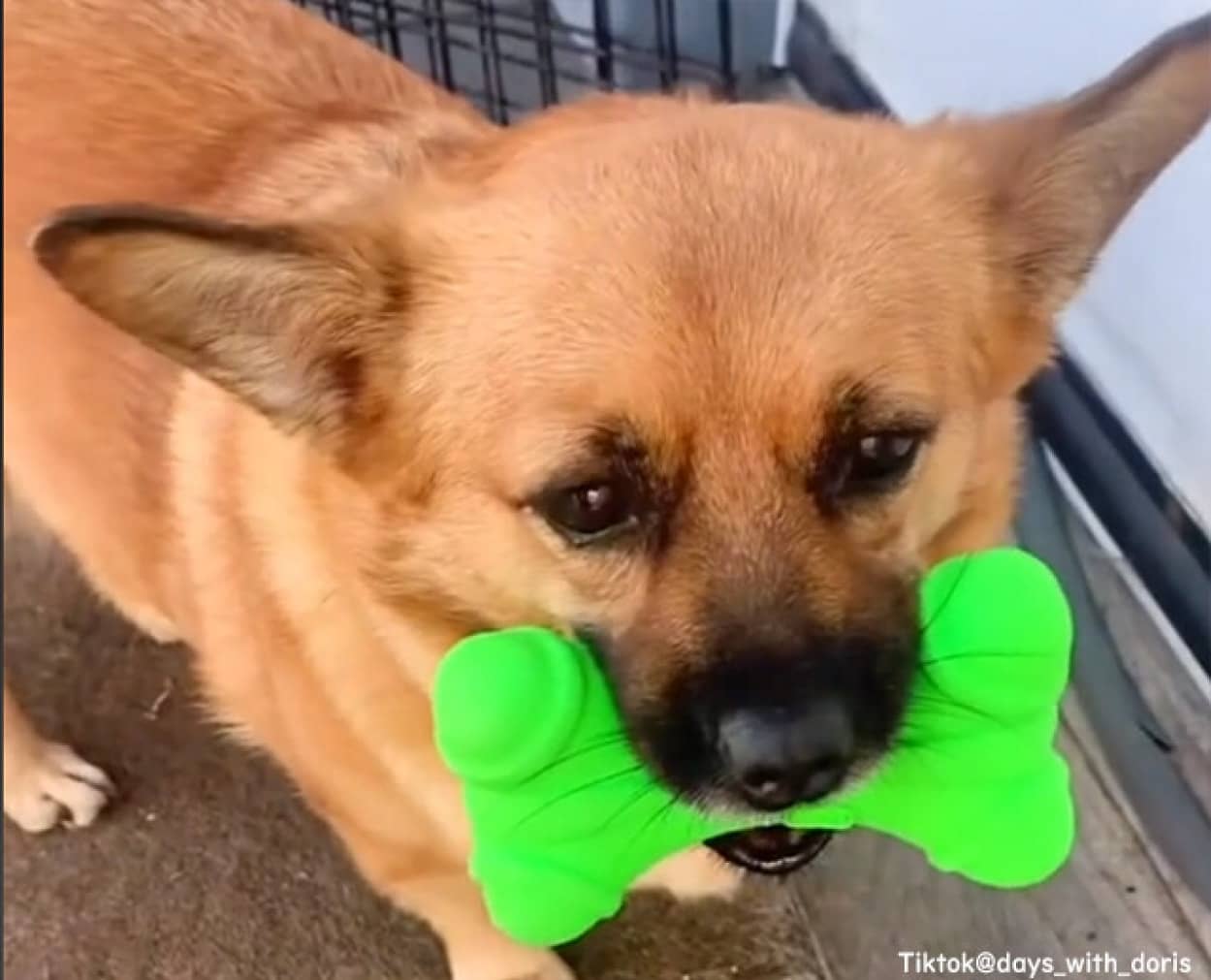 犬が店でいつも同じおもちゃを選ぶ理由