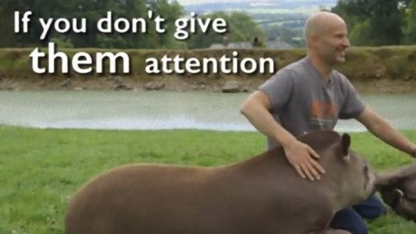 バク お前もか 甘えん坊のバクはモフが大好きだった カラパイア