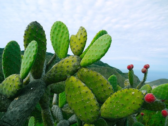 prickly-pear-1501307_640_e