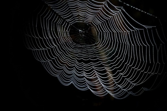 cobweb-1698801_640_e