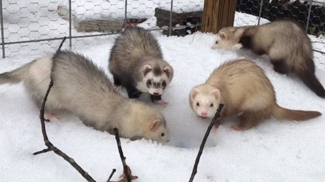 アライグマのティトさん 冷たくて雪遊びに躊躇 フェレットたちの初雪 カラパイア アライグマのティトさん 冷たくて雪遊びに躊躇 フェレットたちの初雪 カラパイア