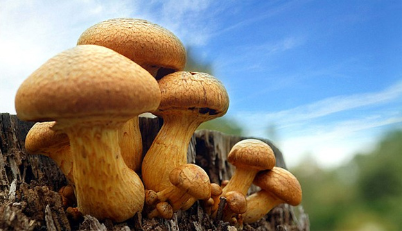 恐るべしキノコパワー キノコには天候を操る能力がある 米研究 カラパイア