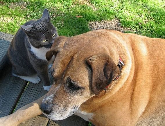funny_cats_and_dogs_15