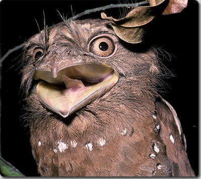 生まれたて ガマグチヨタカの赤さん カラパイア