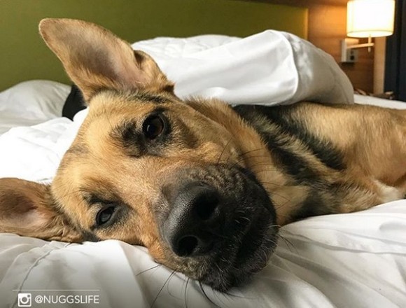施設の保護犬を一旦預かりホテルのマスコット犬に。気の合った宿泊客は飼い主になれるという里親支援（アメリカ）