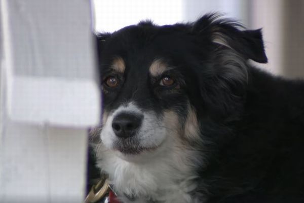 犬が飼い主の遺産5億円を相続 犬をお世話する資金に充てて欲しいと遺言 カラパイア