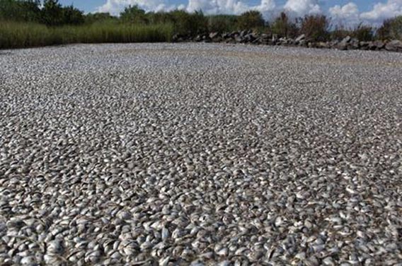 ミシシッピ川の水面を完全に埋め尽くした魚の大量死 原因を解明中 アメリカ カラパイア