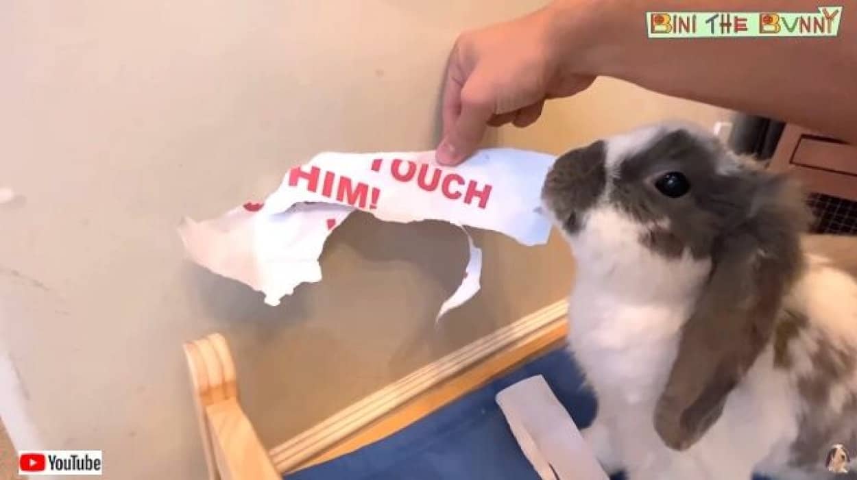 ふざけんなこの紙こうしてやる 飼い主さんの貼り紙に怒れるウサギが凶暴化 カラパイア ふざけんなこの紙こうしてやる 飼い主さんの貼り紙に怒れるウサギが凶暴化 カラパイア