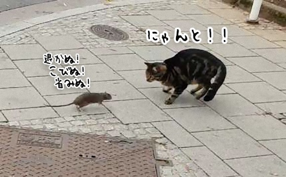 立場逆転 都会のネズミは猫を恐れないばかりか追い回す ルクセンブルク カラパイア