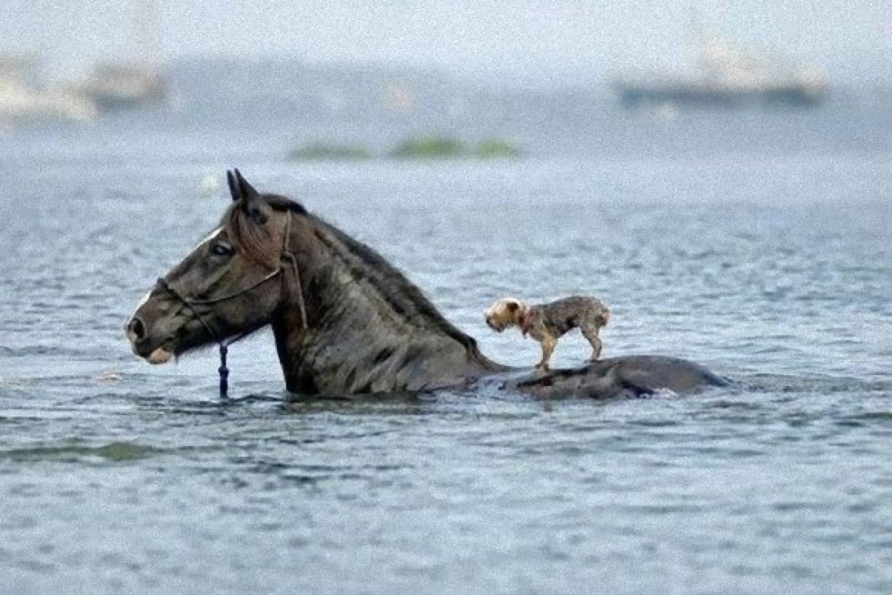 同種だって異種だって 仲良くお互いを助け合っているように見える動物たちの画像 カラパイア